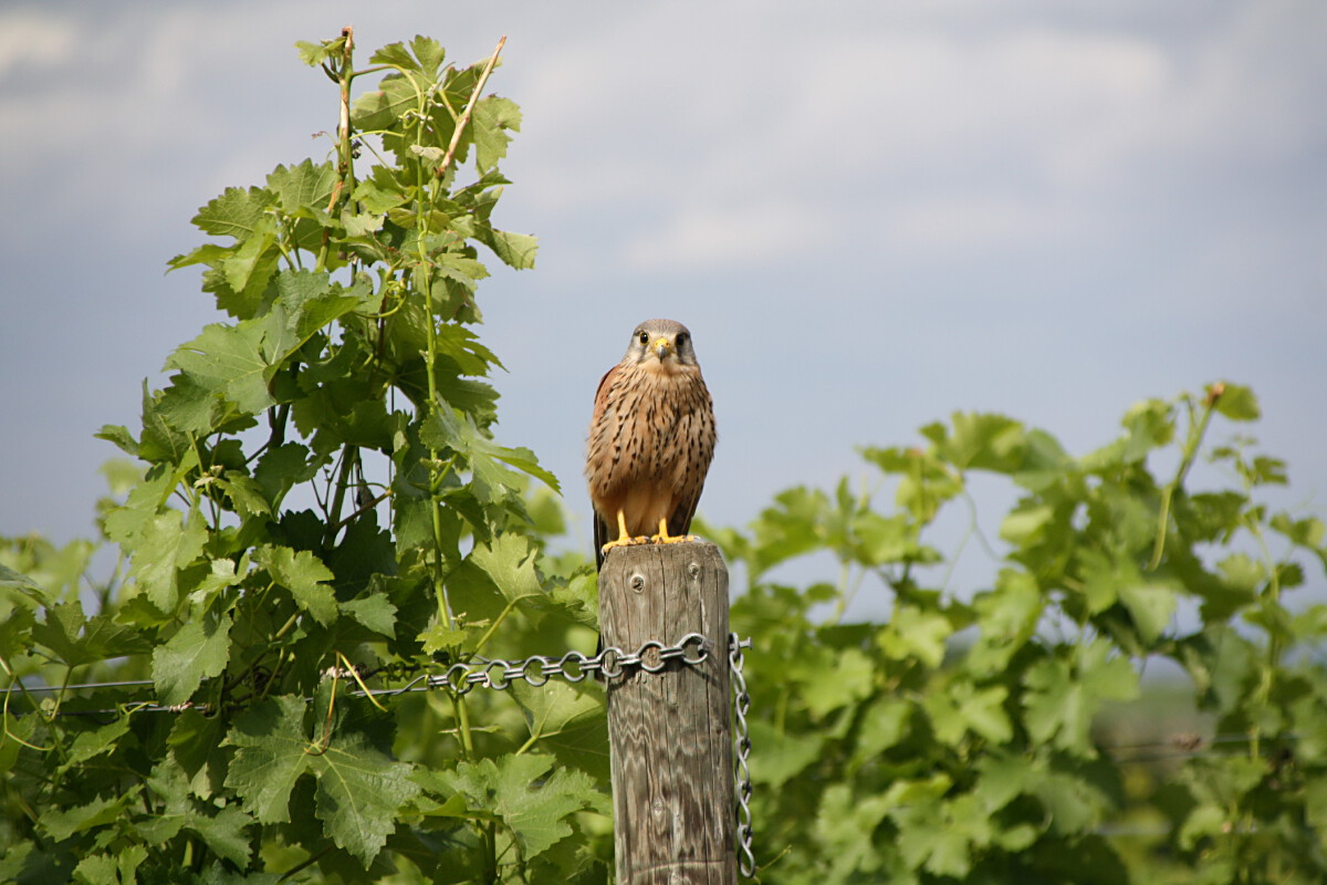 Bild | © Weingut Gerhard Mäurer GdbR