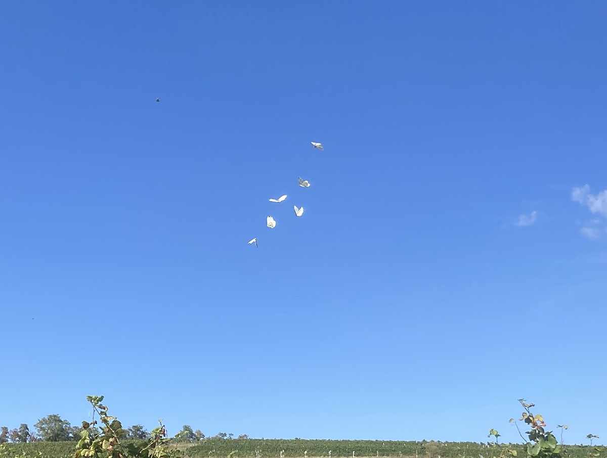 Bild | © Weingut Gerhard Mäurer GdbR