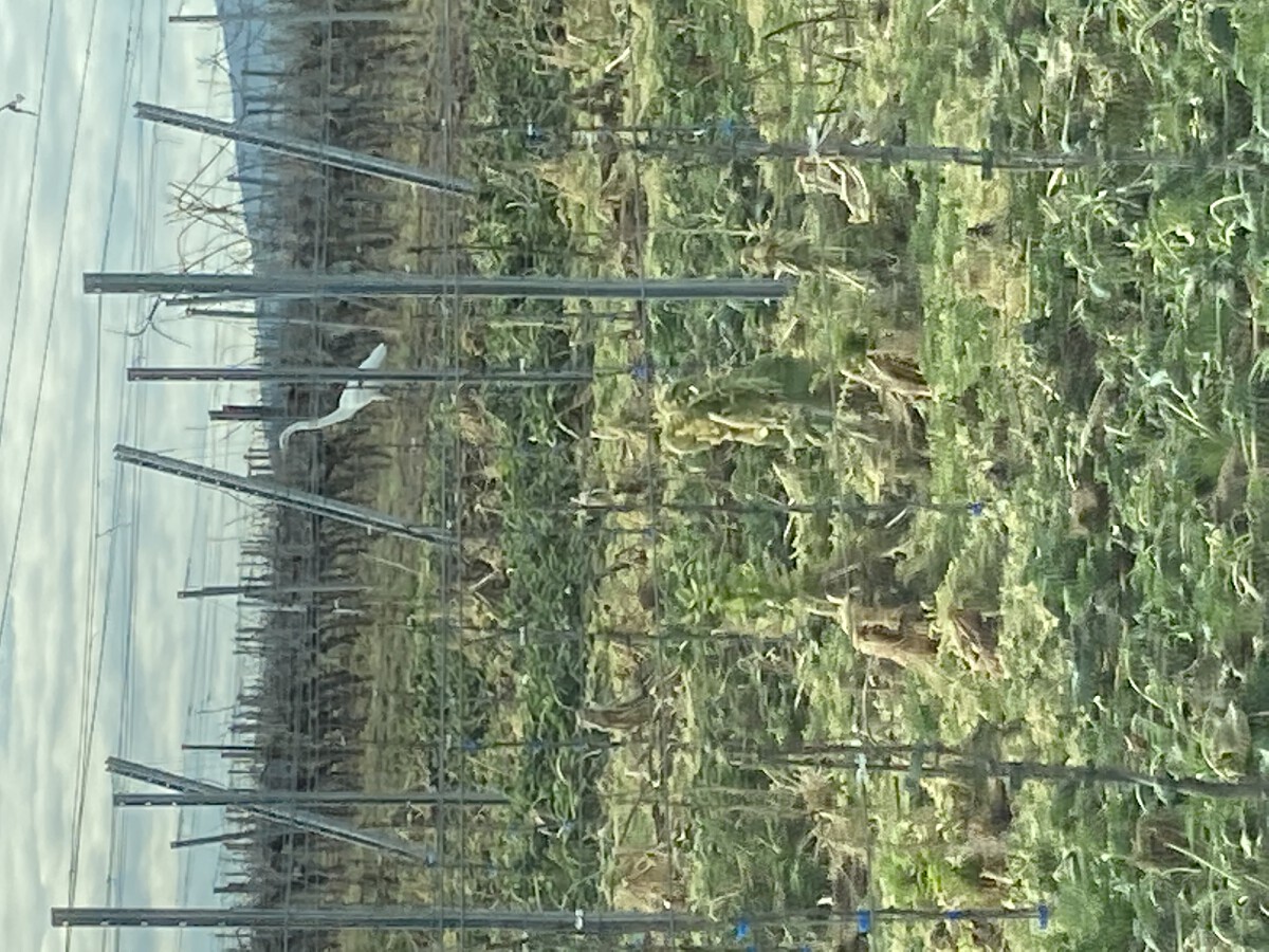 Bild | © Weingut Gerhard Mäurer GdbR