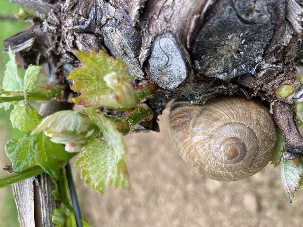 Bild | © Weingut Gerhard Mäurer GdbR