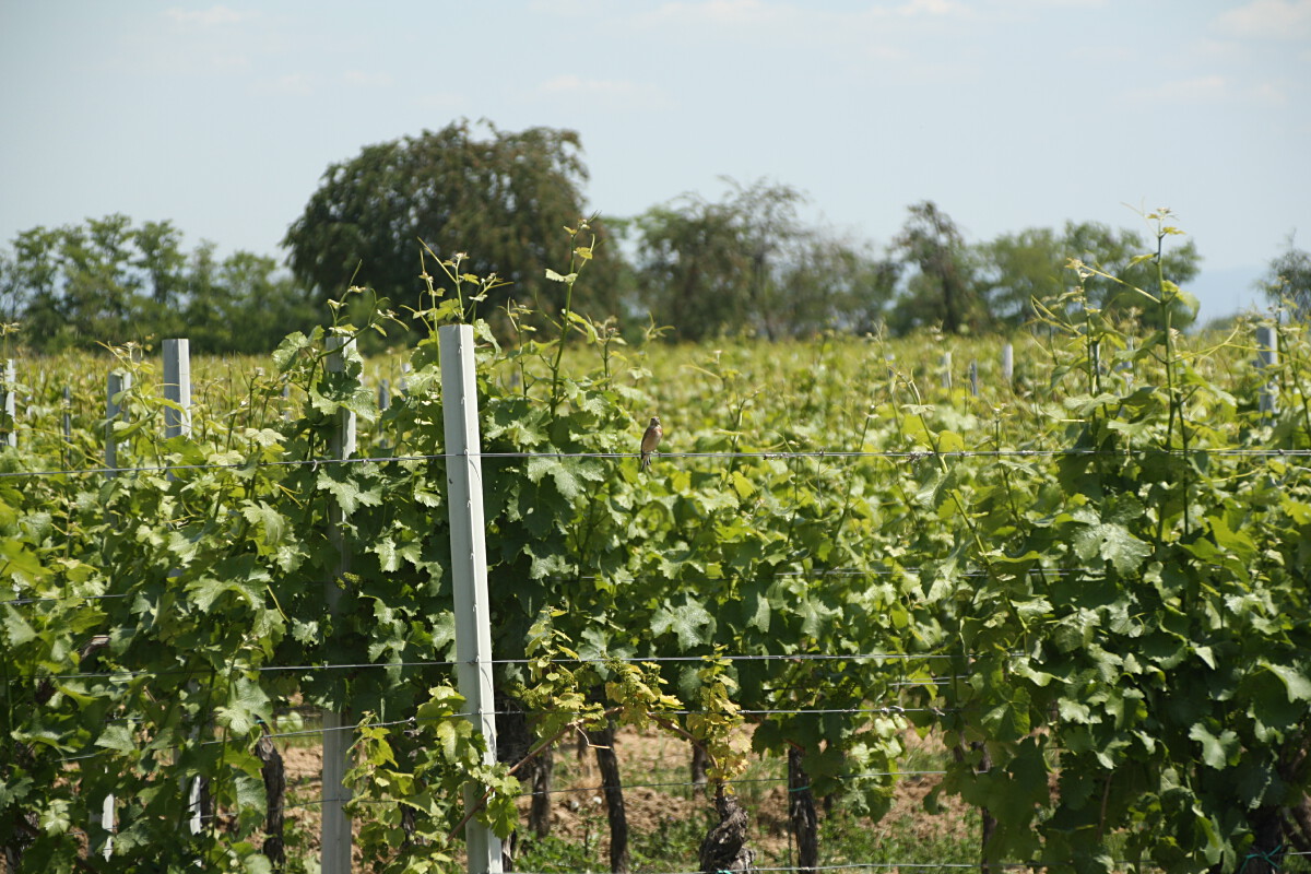 Bild | © Weingut Gerhard Mäurer GdbR