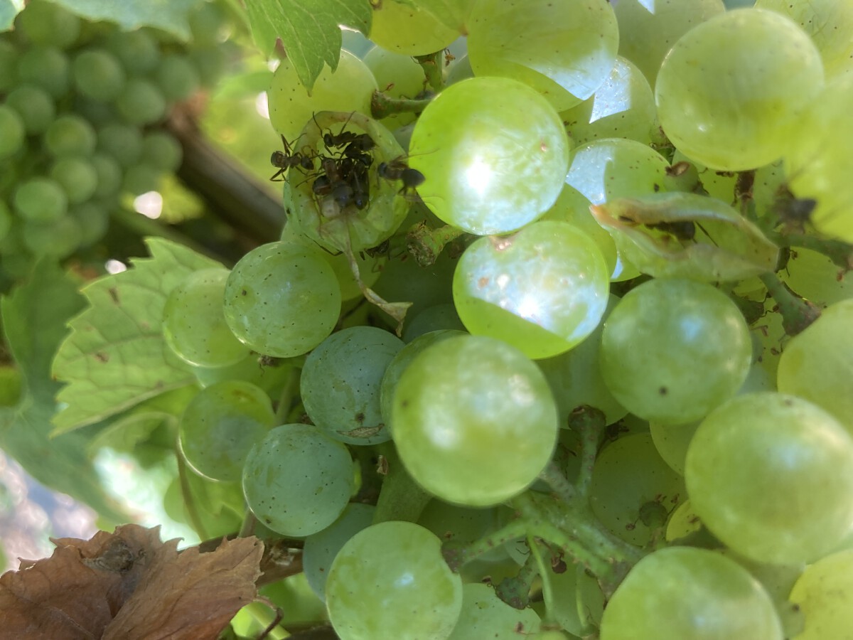 Bild | © Weingut Gerhard Mäurer GdbR