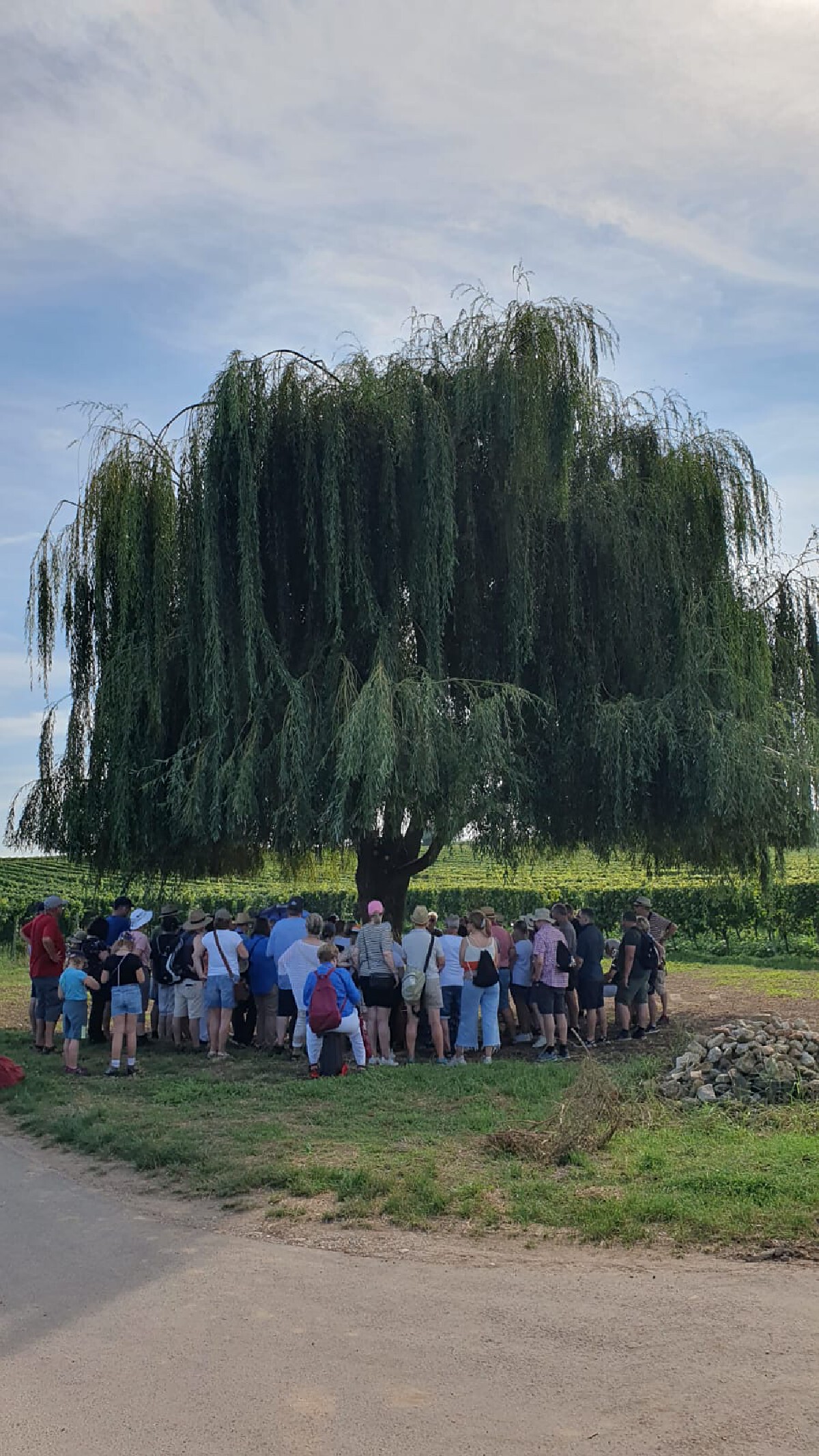 Bild | © Weingut Gerhard Mäurer GdbR