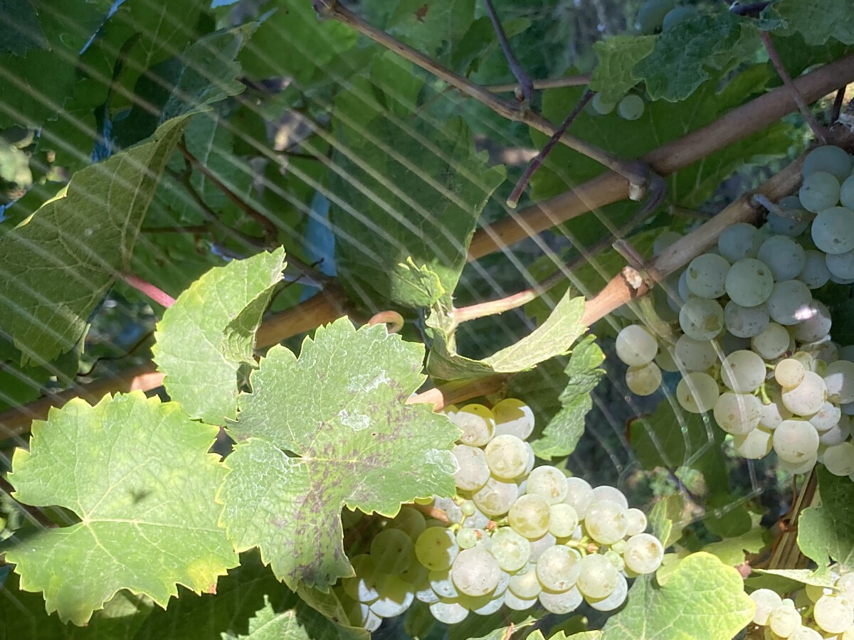 Bild | © Weingut Gerhard Mäurer GdbR