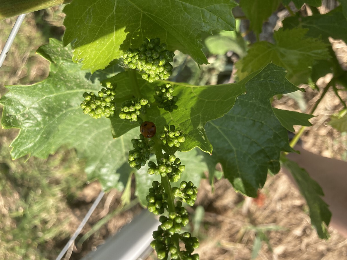 Bild | © Weingut Gerhard Mäurer GdbR