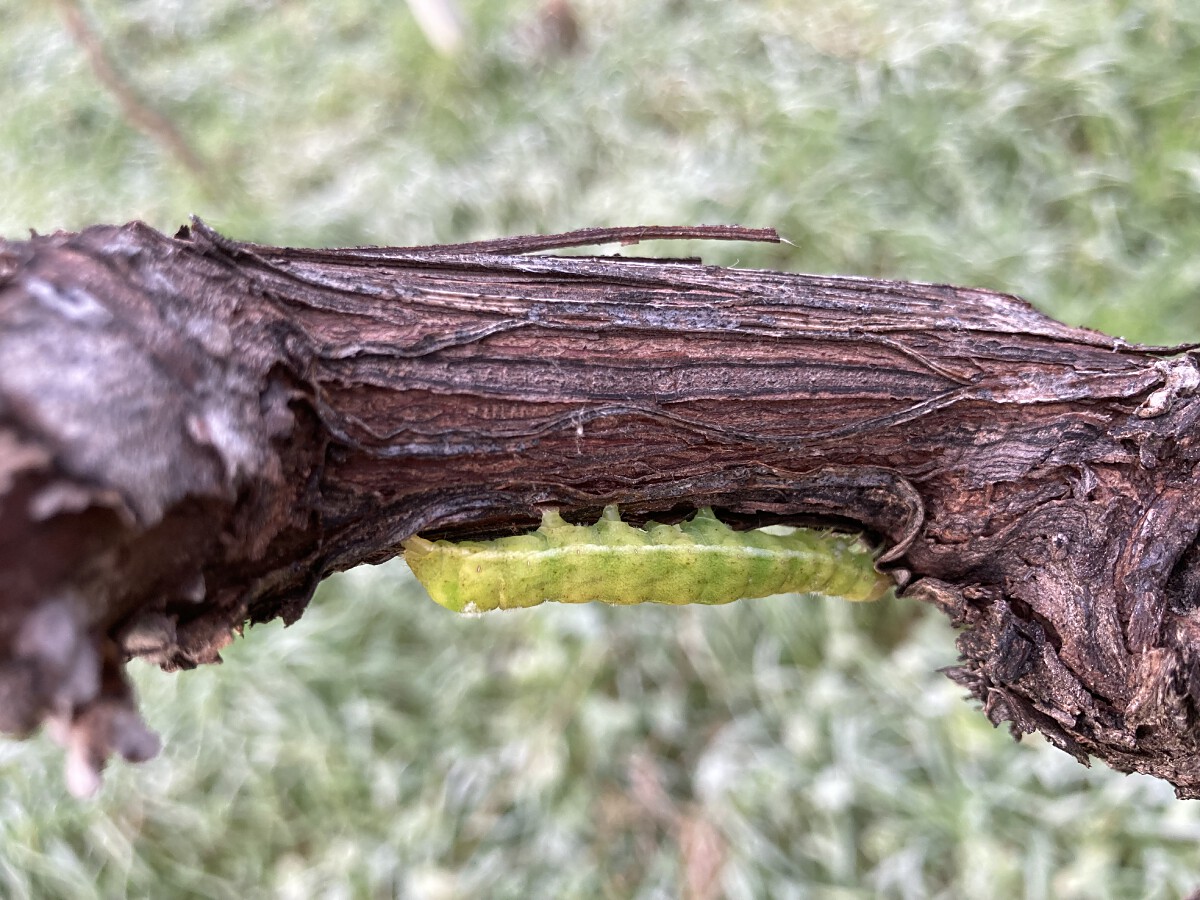 Bild | © Weingut Gerhard Mäurer GdbR