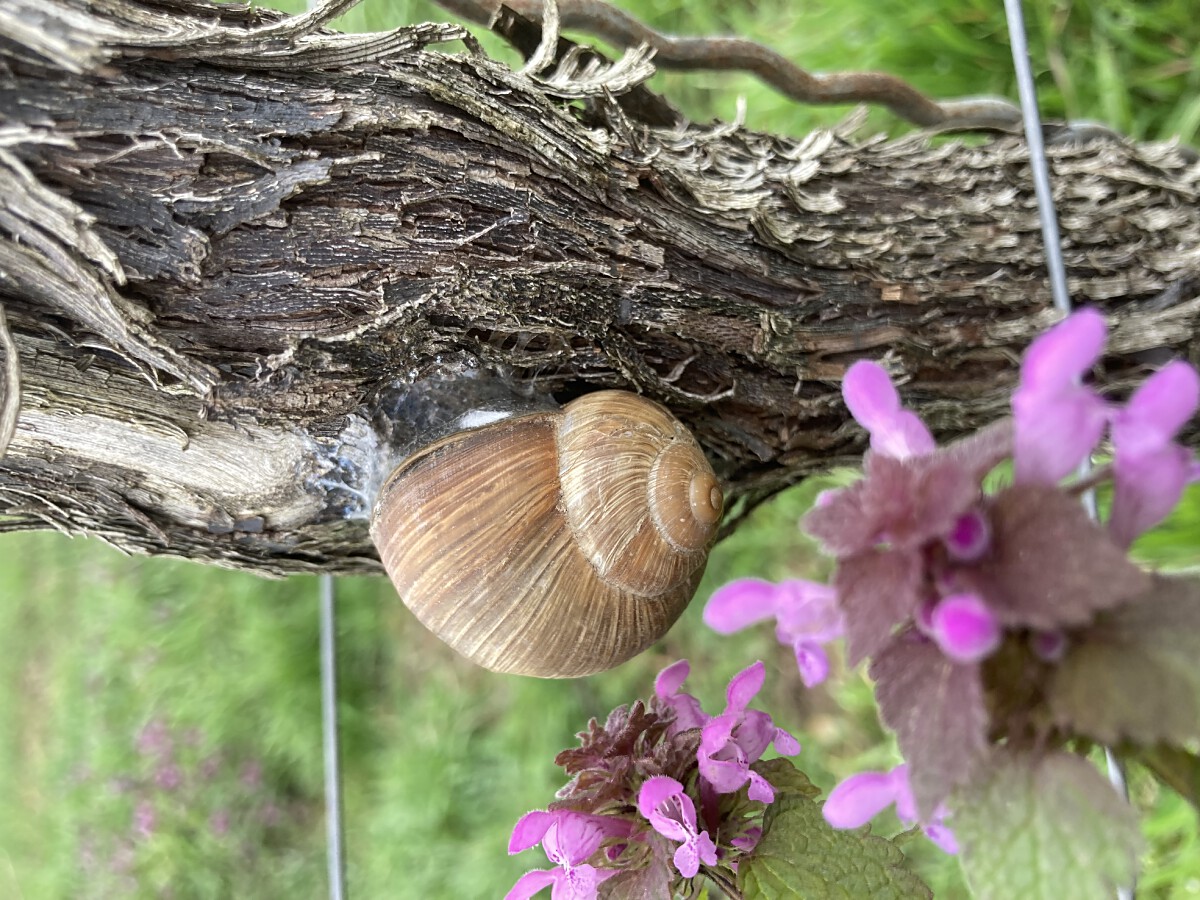 Bild | © Weingut Gerhard Mäurer GdbR