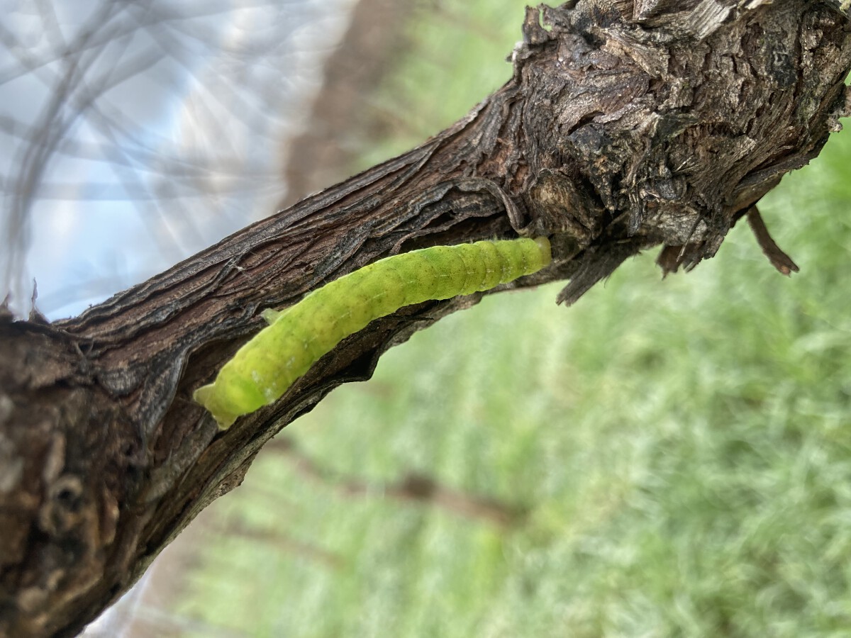 Bild | © Weingut Gerhard Mäurer GdbR