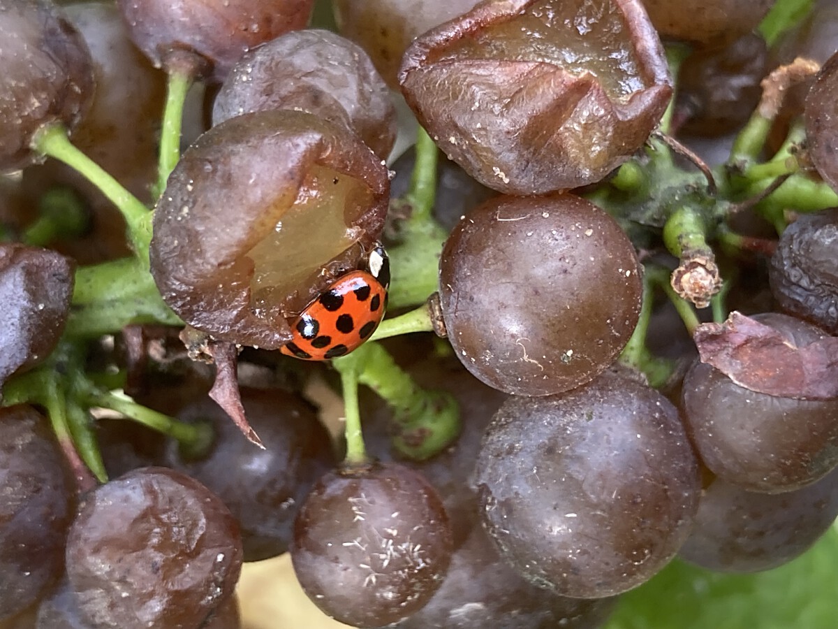 Bild | © Weingut Gerhard Mäurer GdbR